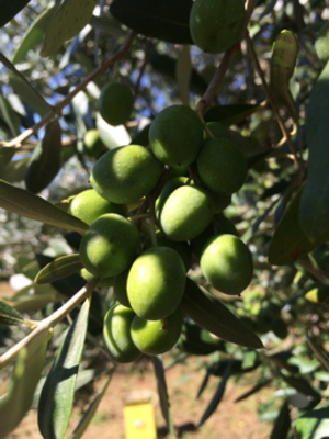 It begins the olive harvest
