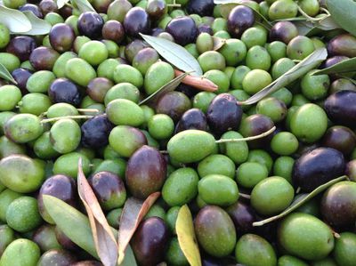 L'annata 2014 per l'olio extra vergine di oliva Romina Salvadori e l'azienda
